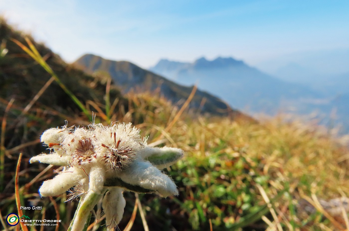 34 Stella alpina con vista in Grem e Alben.JPG